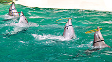 Dolphin and Seal show